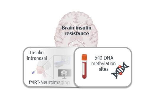 Biomarkers for Brain Insulin Resistance Discovered in the Blood | DZD ...