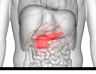 Human Body Organs Anatomy (Pancreas)
